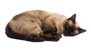 気持ちよさそうに眠るシャム猫のイラスト