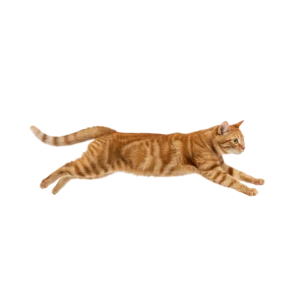 慌ててダッシュで走っている茶トラ猫のイラスト