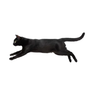 慌ててダッシュで走っている黒猫のイラスト