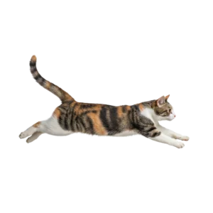 慌ててダッシュで走っている三毛猫のイラスト