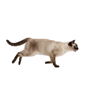 慌ててダッシュで走っているシャム猫のイラスト