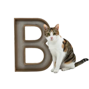 大きな「B」のオブジェと並ぶ猫猫のイラスト