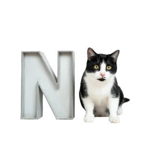 大きな「N」のオブジェと並ぶ猫猫のイラスト