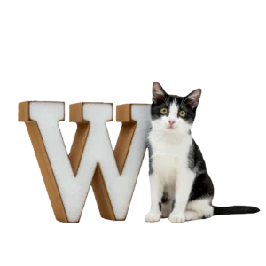 大きな「W」のオブジェと並ぶ猫猫のイラスト