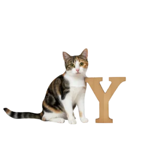 大きな「Y」のオブジェと並ぶ猫猫のイラスト