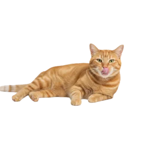 舌なめずりをしている茶トラ猫のイラスト