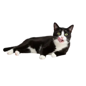 舌なめずりをしているハチワレ猫のイラスト