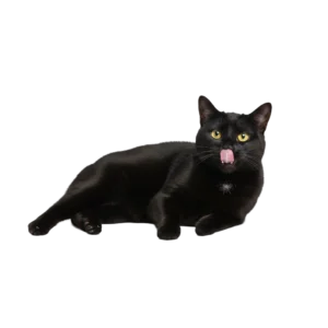 舌なめずりをしている黒猫のイラスト