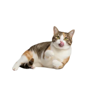 舌なめずりをしている三毛猫のイラスト