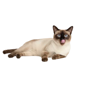 舌なめずりをしているシャム猫のイラスト