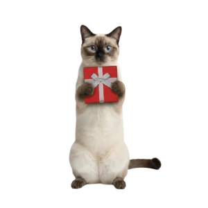 リボンのついたプレゼント箱を差し出すシャム猫のイラスト