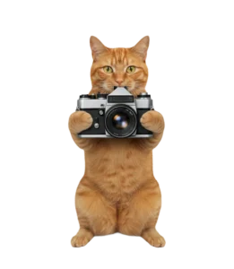 カメラを構えて写真を撮ろうとしている茶トラ猫のイラスト