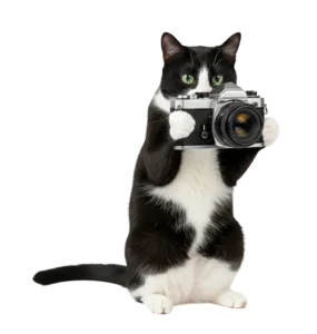 カメラを構えて写真を撮ろうとしているハチワレ猫のイラスト