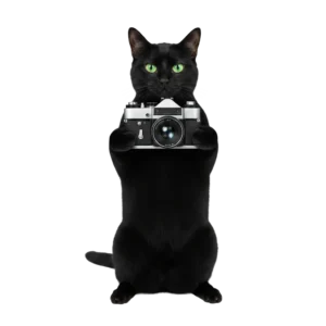 カメラを構えて写真を撮ろうとしている黒猫のイラスト