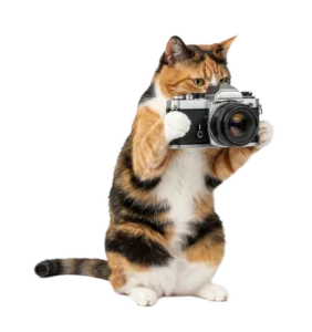 カメラを構えて写真を撮ろうとしている三毛猫のイラスト