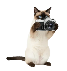 カメラを構えて写真を撮ろうとしているシャム猫のイラスト