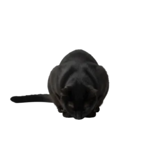 地面に頭をつけて深々と土下座で謝罪する黒猫のイラスト