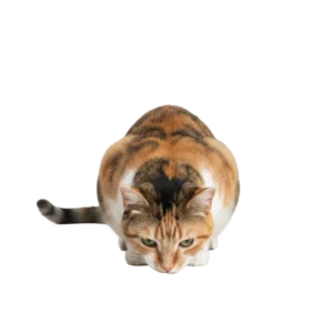 地面に頭をつけて深々と土下座で謝罪する三毛猫のイラスト