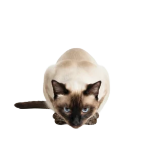 地面に頭をつけて深々と土下座で謝罪するシャム猫のイラスト